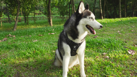 Arnés LED Ergonómico