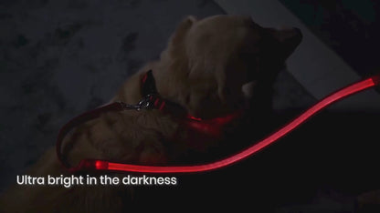 Paseos con estilo: Diseño exclusivo para perros únicos